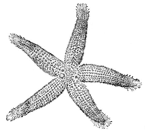 A cactus can explode and spew baby tarantulas everywhere. Article: What Is a Keystone Species?