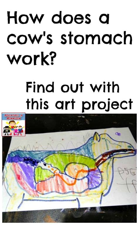 How does the stomach of a camel work? How does a cow's stomach work? | Cow stomach, Homeschool ...