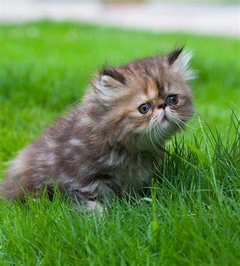 She was known for her beauty. Persian Cat Names - Over 200 Gorgeous Ideas!