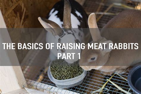 raising meat rabbits {part 1} raising rabbits for meat meat rabbits rabbit
