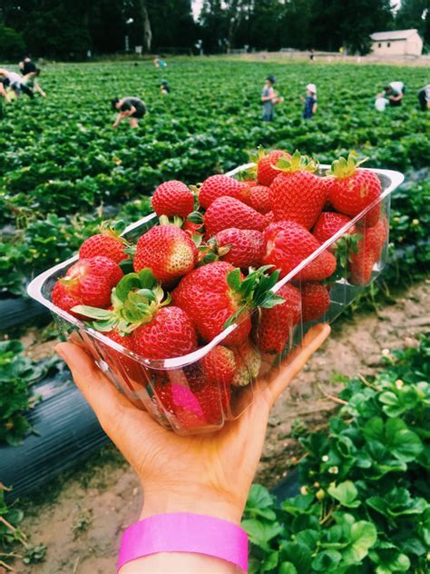 Beerenberg Family Farm Strawberry Picking - JACQUI BROGAN : PHOTOGRAPHY ...