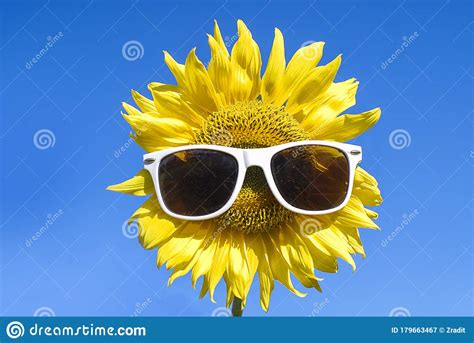 Beautiful Sunflowers Wearing Sunglasses On Blue Sky Background Stock