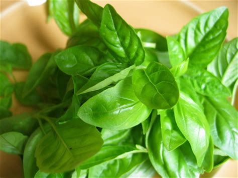 Онлайн магазин грийн мастър ти можеш и да закупуваш продуктите на green master с търговска отстъпка. Spicing It Up: Guyanese Green Seasoning | HubPages