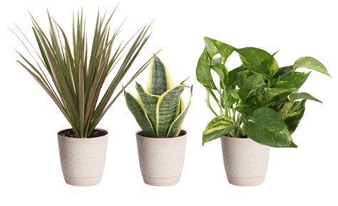 Assorted Foliage House Plants At