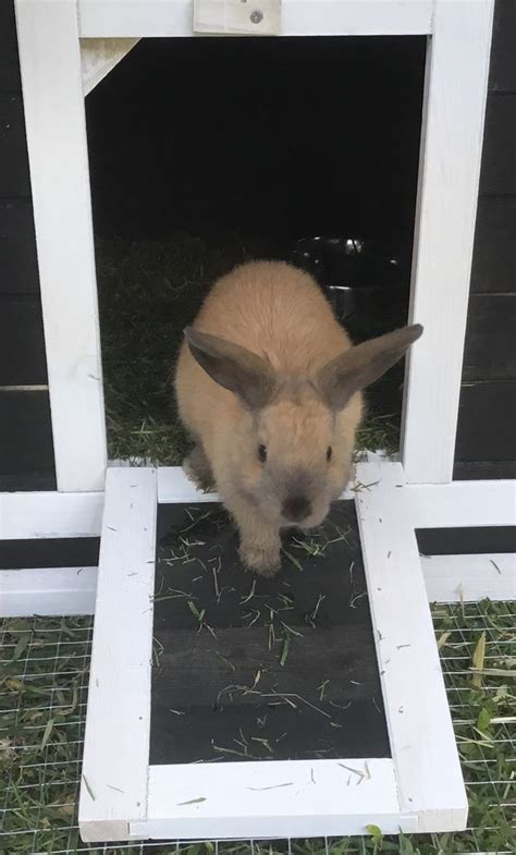 Veterinarian-Approved Advice on How to Feed a Wild Rabbit