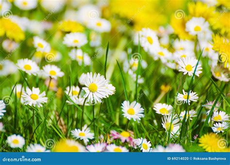 Wild Camomile Flowers Stock Photo Image Of Beauty Floral 69214020