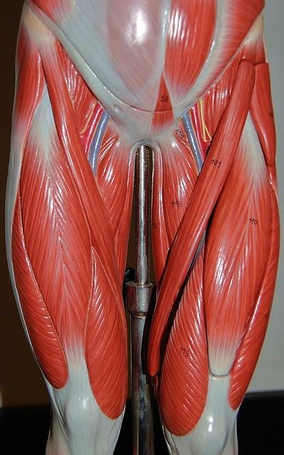 Standing on tiptoe to mark a goal shoot in netball. Muscles of the upper legs, anterior view | Flickr - Photo ...