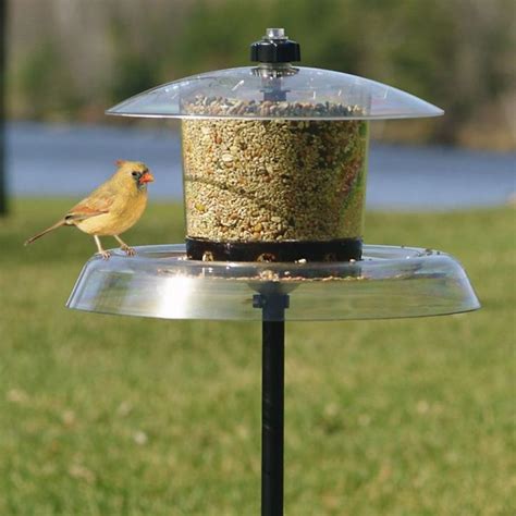 You only need a few readily available items that cost a few pence. Squirrel proof bird feeder for diy inspiration. | Squirrel ...
