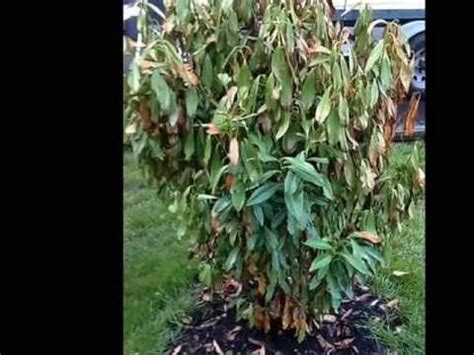 Why Leaves Turn Yellow on Skip Laurels.... Do Not Worry  YouTube
