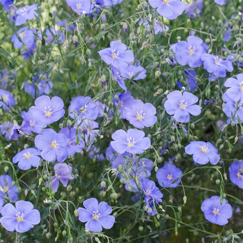 Blue Flax Seeds Linum Perenne Wildflower Seed Flax Flowers Flower