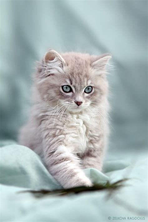 Little Fluffy Grey Kitten Animals Pinterest