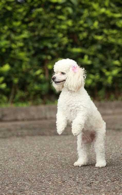 Irresistibly Cute Names For Your White Dog