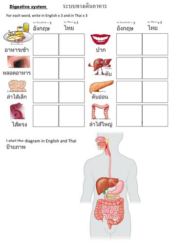 What valve keeps food from going to the lungs? EAL Digestive System worksheet in Thai KS3 by CathFiBo ...