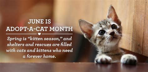 They are usually laid back and require relatively little attention, and their habits and. June is Adopt a Shelter Cat Month! - Friendship Hospital ...