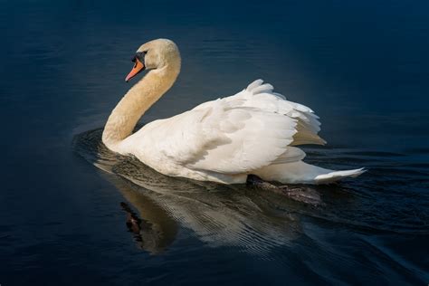 White Swan Free Stock Photo Public Domain Pictures