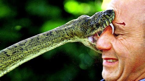 TOP 10 Most POISONOUS CREATURES in the World - YouTube