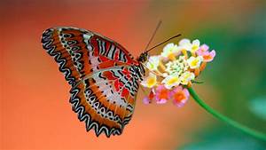 Butterfly, On, Flower, Hd, Wallpapers