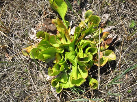 Check spelling or type a new query. Amy Brown Science: The Carnivorous Pitcher Plants