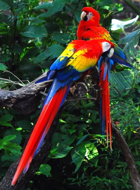Most Beautiful Parrots ~ Explore Amazing World Amazon Rainforest
