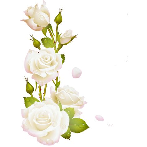 Vintage Rose Cards Flower Illustration White Roses Background