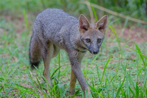The Six Species Of South American Fox Worldatlas