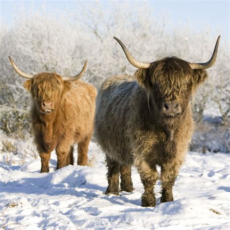 Coco And Matilda In The Snow Scottish Cow Scottish Highland Cow