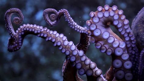 Suction Cups Description Suction Cups On An Octopus Stock Footage