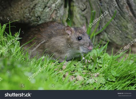 Brown Rat Rattus Norvegicus Stock Photo 533583499 Shutterstock