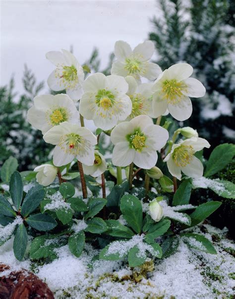 Beautiful Winter Plants And Flowers That Survive The Cold
