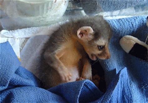 Florida has so much more to offer besides theme parks. A US State-by-State Guide to the Cutest Baby Animals (47 ...