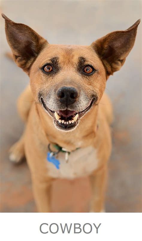 Adopt a puppy or dog from san diego county's helen woodward animal center today! Puppies For Adoption Near Me By Owner - Pets and Animal ...