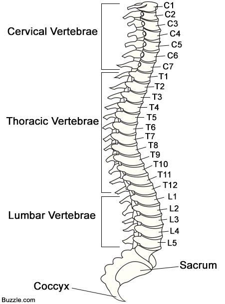 Backbone in a computer network is the innermost conduit which is designed to transport traffic at a very high speed amongst attached systems. Anatomy of the Spinal Cord And Its Functions - Bodytomy