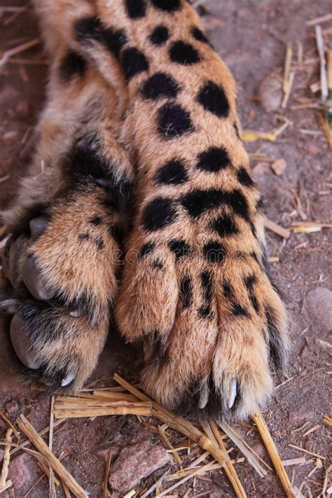 Close Up Of Two Cheetah Legs With Their Spots And Claws Cheetah