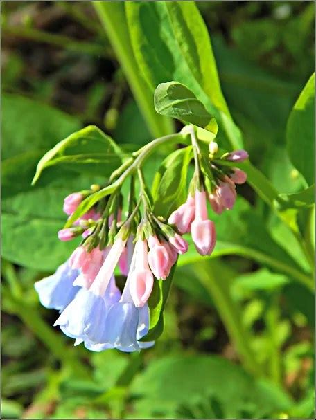 Kentucky Plants And Wildlife A Day In The Kentucky Woods My Humble