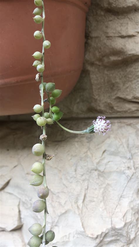 String Of Pearls Plant In Bloom Rsucculents