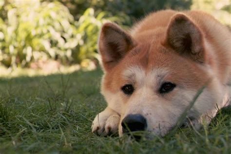 Doge meme wallpapers moon memes side 1080p cute clipart backgrounds px iphone wallpapersafari shibe buzzerg desktop clipground hdpng doe code. Doge background ·① Download free cool wallpapers for desktop and mobile devices in any ...