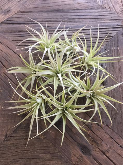 They're all a nice size—the teardrop terrariums are 7 by 4 and the globe is 5 by 5, so you'll be able to fit plenty of air plants in them! 40 Stunning Photos Featuring Varieties and Types of Air Plants