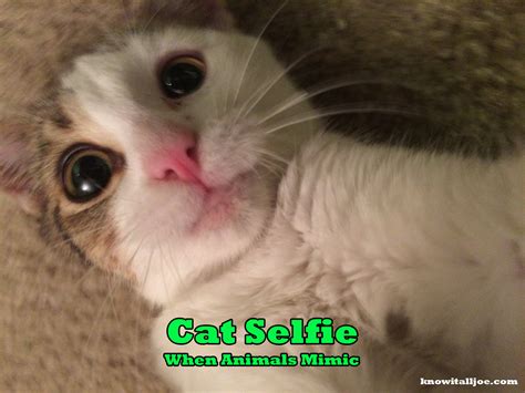 Maybe you would like to learn more about one of these? Know It All Joe's Meme For The Day - Cat Selfie! | Know It ...