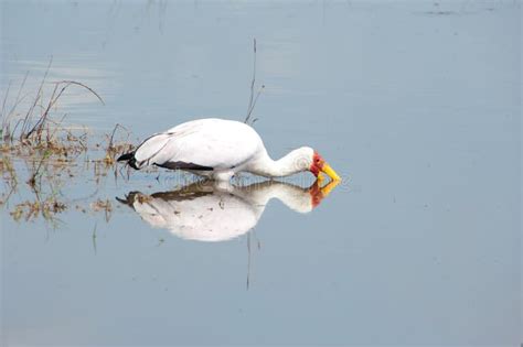 White Bird On The Lake Stock Photo Image Of Hells Mirror 185434106