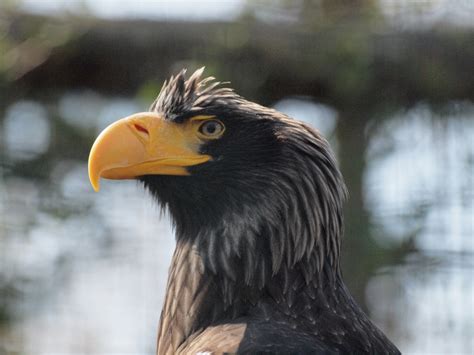 Fotos Gratis Naturaleza Pájaro Ala Fauna Silvestre Zoo Pico Ave