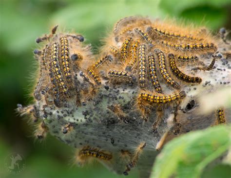 Submitted 2 days ago by kikaitachi. Tent Caterpillars in Seattle - Photos of Tent Caterpillars ...