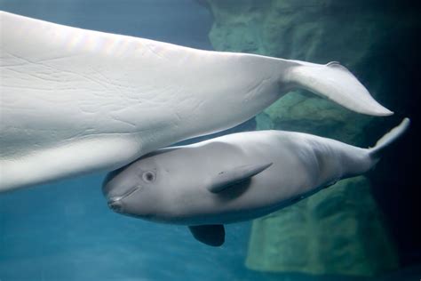 Beluga Whale And Baby