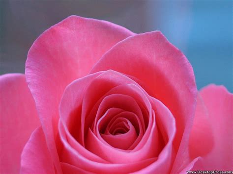 Desktop Wallpapers Flowers Backgrounds Big Pink Rose