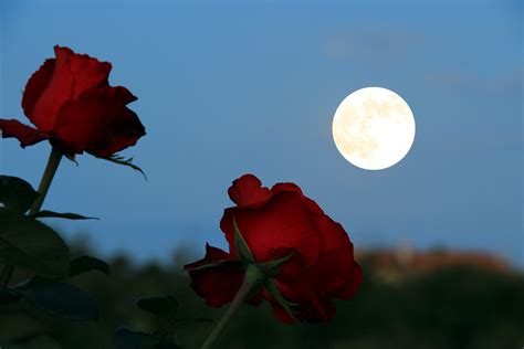Wallpaper Flowers Red Roses Sky Moon Nature Rose Canon La
