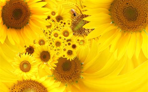 Download hd wallpapers for free on unsplash. Yellow Color Desktop Backgrounds - Wallpaper, High ...