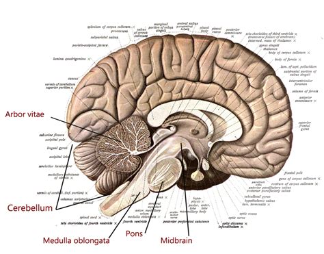 Brain Stem Models Labeled Brain Stem Lateral Labeled Nervous System