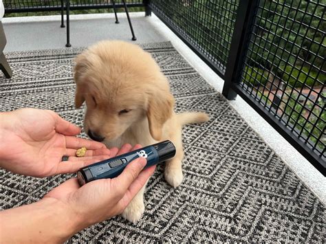 DIY Nail Trimming for Dogs: A Step-by-Step Guide with Positive