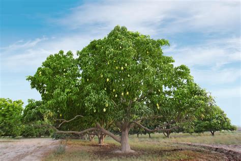 Are Mango Trees Evergreen A Guide To Mango Cultivation