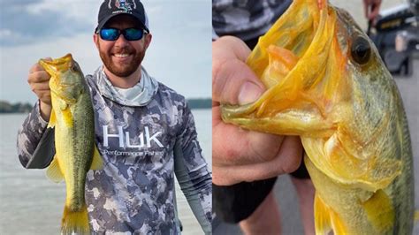 Arkansas Man Catches Rare ‘golden Largemouth Bass Kiro 7 News Seattle