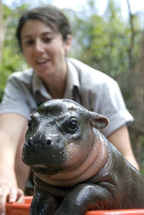 Hipo Cute Animals Animals Baby Hippo